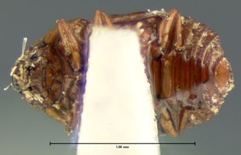 Media type: image;   Entomology 6621 Aspect: habitus ventral view